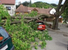 Kwikfynd Tree Cutting Services
lidsdale