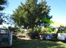 Kwikfynd Tree Management Services
lidsdale